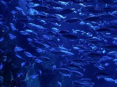 -太平洋海底世界