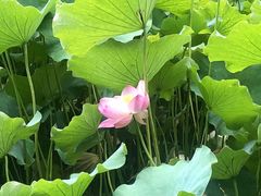 -四川大学(华西校区)