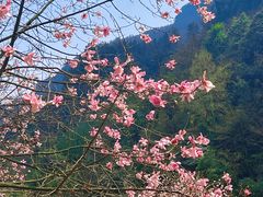 -九皇山景区