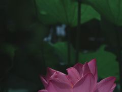 -桂湖森林公园