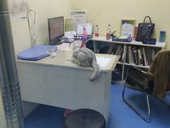-佳怡动物医院·平价24小时·猫专科骨外科