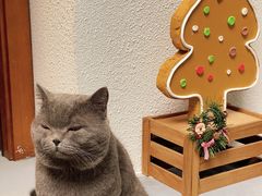 -花间烘焙BLossom Bakery