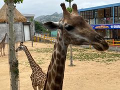 -西霞口神雕山野生动物世界