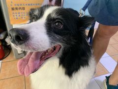 -西安京西宠物医院·瘫痪·疑难杂症