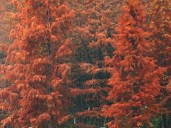 -重庆彩云湖湿地公园