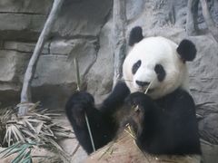 -灵玲国际马戏城