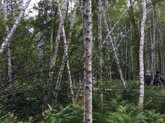 -五营红松林海景区