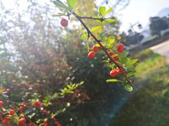 -韶山毛泽东同志故居