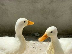 -前小桔亲子创意农场·草莓采摘·露营烧烤