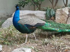 -舜耕山庄四时万和自助餐厅