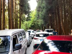 -武陵山森林公园