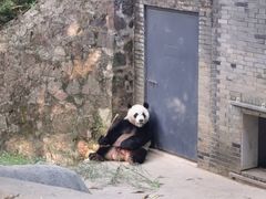 -都江堰中华大熊猫苑
