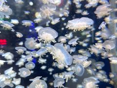 -太平洋海底世界