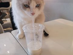 -飞行喵MR PILOT|猫舍·猫咖(静安大融城店)
