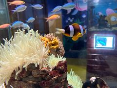 -太平洋海底世界