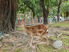-广东花都香草世界旅游度假区