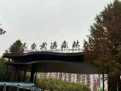 -黄海国家森林公园