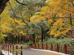 -东平国家森林公园