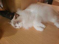 -瞄一喵猫咖(格力海岸店)