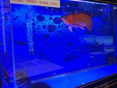 -老江南春·中国龙菜(衡山路店)