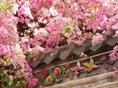 -深圳国际园林花卉博览园