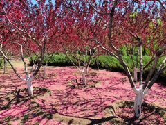 -永定河休闲森林公园