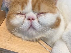 -飞行喵MR PILOT|猫舍·猫咖(静安大融城店)