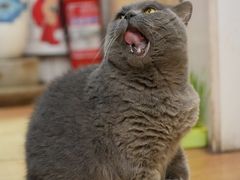 -Rabbit Cafe私房西餐甜点咖啡(栖霞路店)