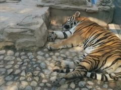 -五龙山野生动物王国