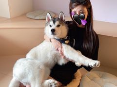 -Husky Go! 哈士奇体验馆·宠物咖啡厅狗咖