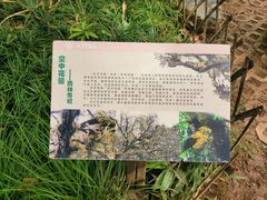 -西双版纳原始森林公园