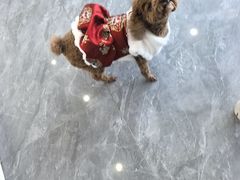 -芭比堂动物医院·CT·微创中心(新顺分院)