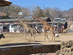 -大连森林动物园