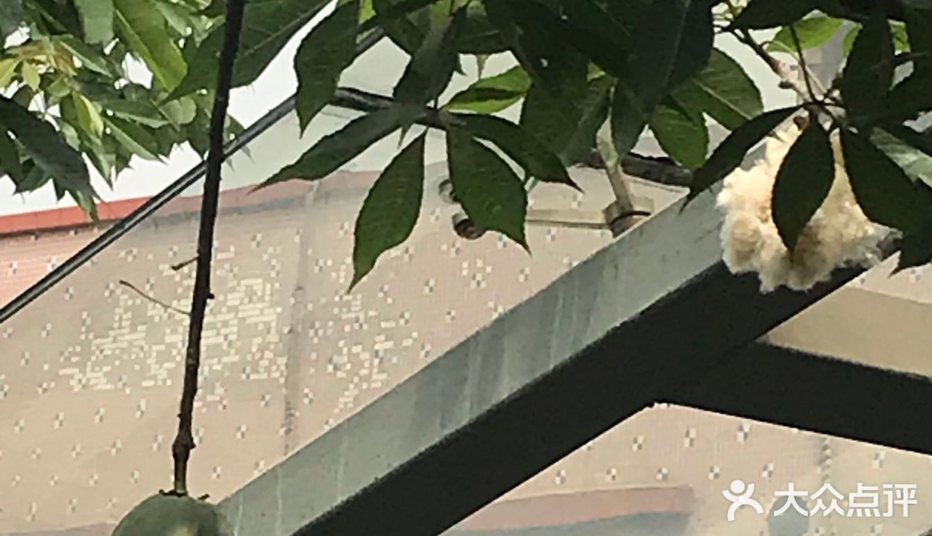 木棉花开 飞絮濛濛