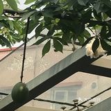 木棉花开 飞絮濛濛