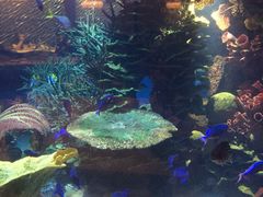 -迪拜帆船酒店海底餐厅