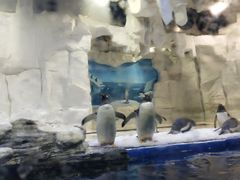 -华夏文旅海洋公园