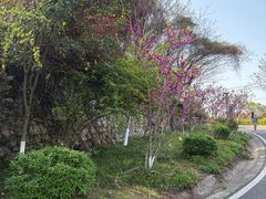 -羊山湖公园