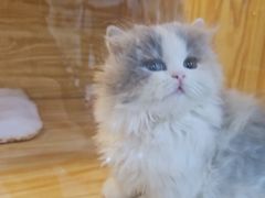 -小猫来了猫舍(福田店)