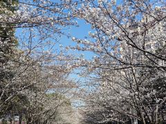 -高东镇樱花园