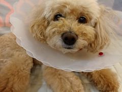 -北京恒爱动物医院(清景园分院)