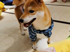 -逗柴咖啡屋·狗咖猫咖宠物桌游