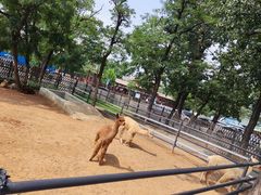 -秦皇岛野生动物园