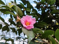 -宁波浙东大竹海景区