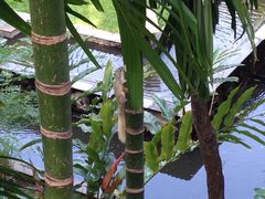 清迈菩提塞雷纳酒店‎-清迈菩提塞雷纳