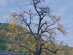 -千年银杏谷文化旅游区