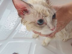 -十年猫舍·猫咪专门店(普陀店)