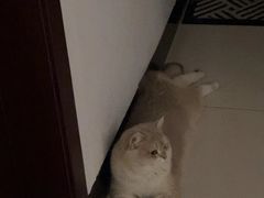 -lincat·猫舍(广州店)