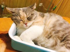 -藦茜花园宠物主题亲子互动体验馆(国顺东路店)