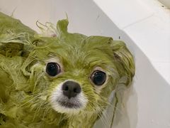 -萌宠之家·腊肠犬·马尔泰·小体犬舍